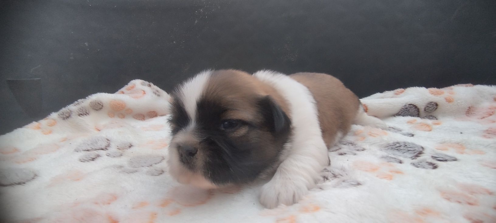 Piesek Shih Tzu do rezerwacji – tricolor