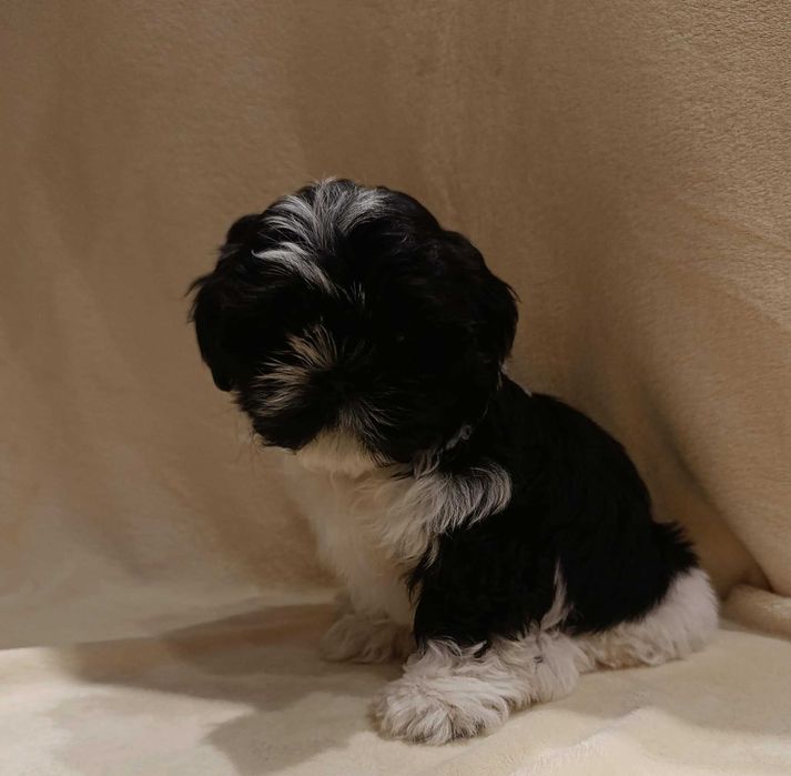 Pieski rasy Shih Tzu gotowy na zmianę domu