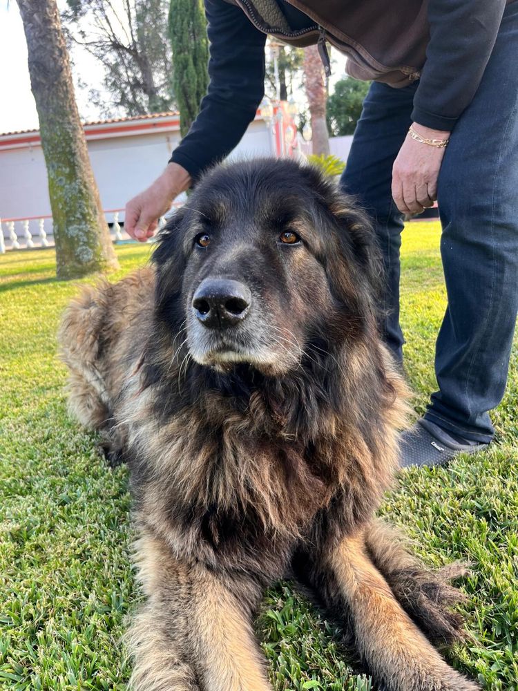 cão Serra da Estrela