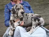 Dog niemiecki merle suczka Hodowla La Componella FCI ZKwP