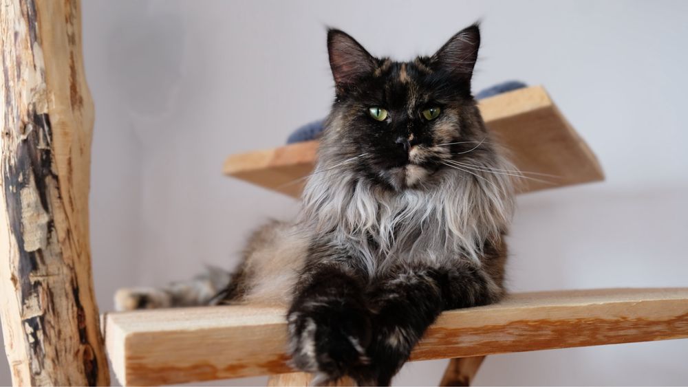 Maine Coon kotka ruda dymna FPL