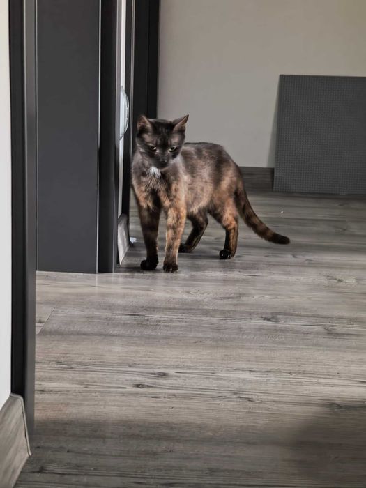 Luna - kotka do adopcji