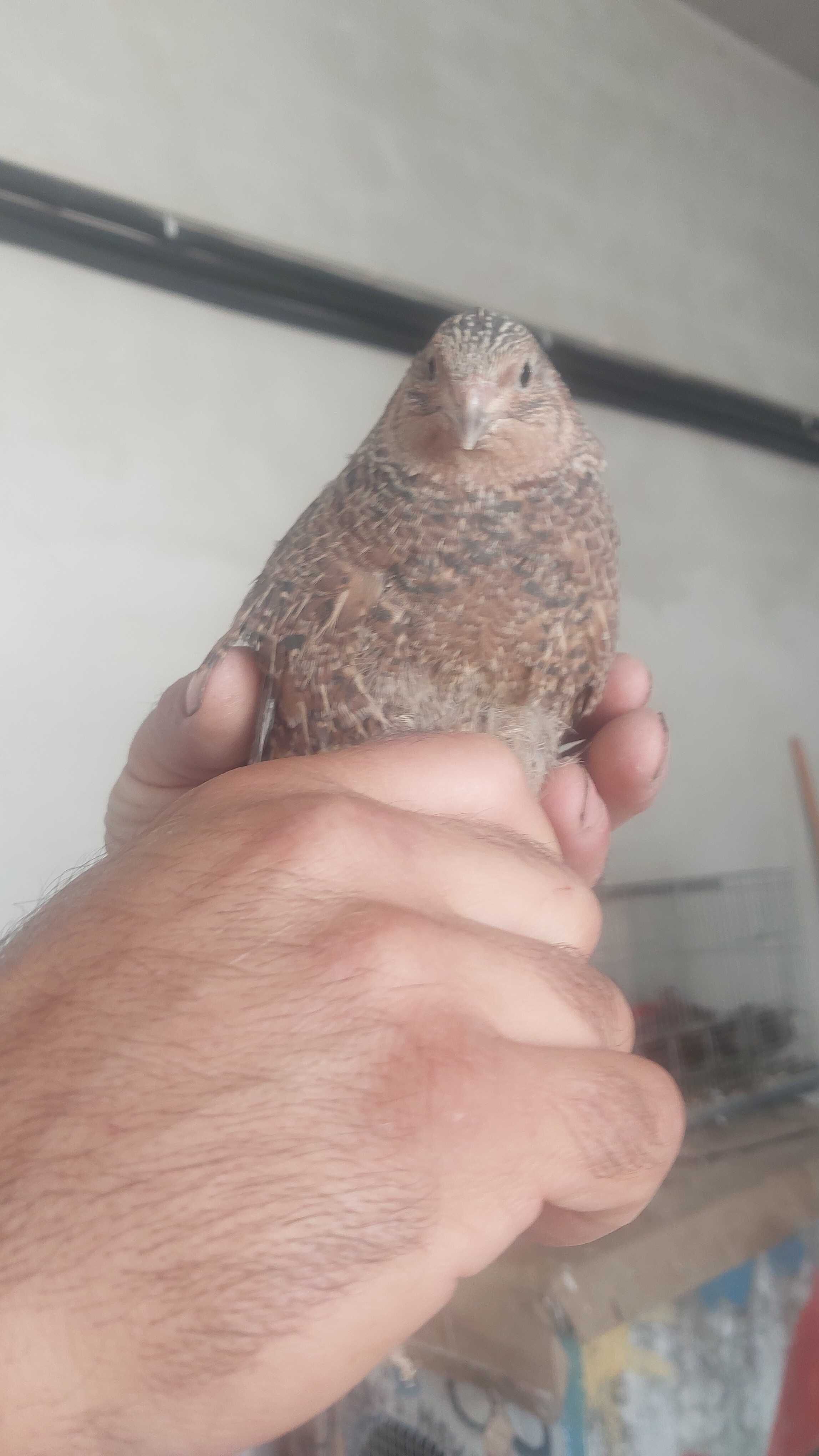 Codornizes e ovos