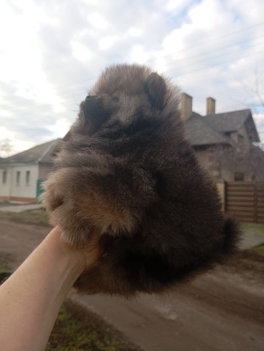 Два мини братика померанского шпица