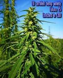 Futura Nasiona kwalifikowane z certyfikatem C2 do siewu 2025 PROMOCJA