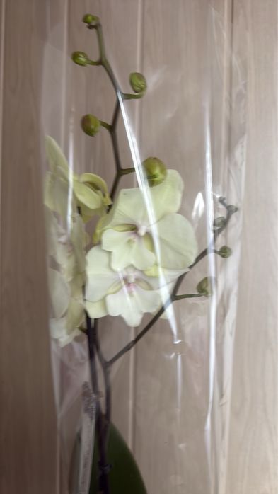 Продам орхідеі та кімнатні квіт.