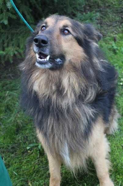 097109 Armin do adopcji