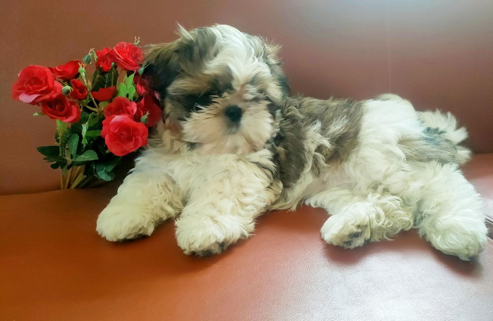 Shih-tzu FCI suczka