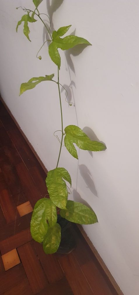 Maracujas roxos para plantar