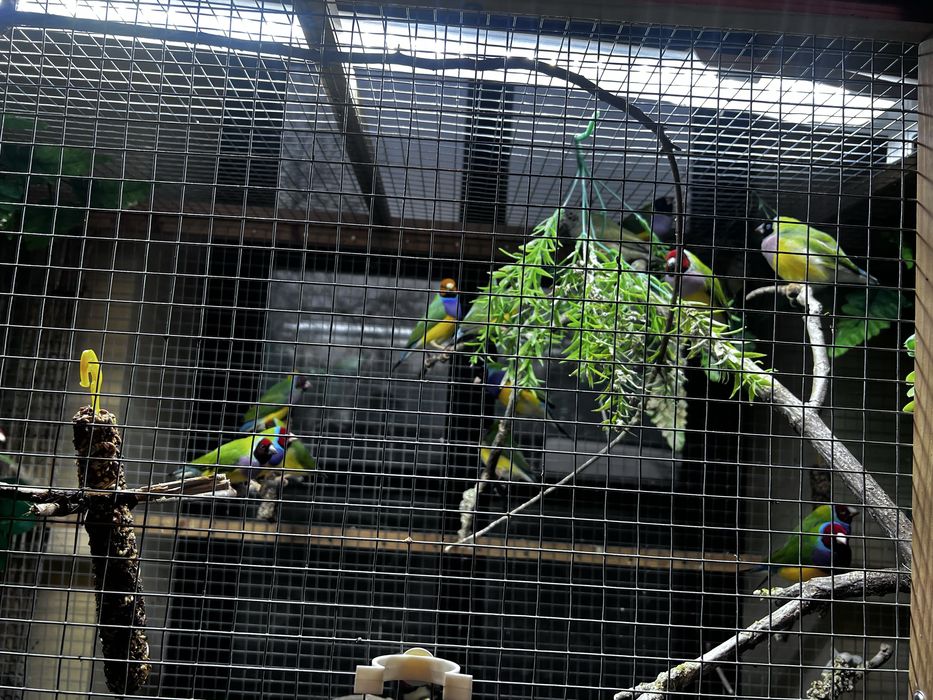 Ptaki ozdobne Amadunki