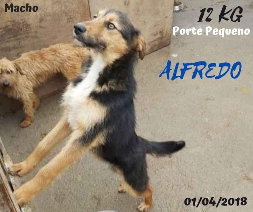 Cão Porte Pequeno (12kg) Para Adoção (Alfredo)