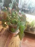 Филодендрон Сканденс Миканс (Philodendron Scandens Micans)