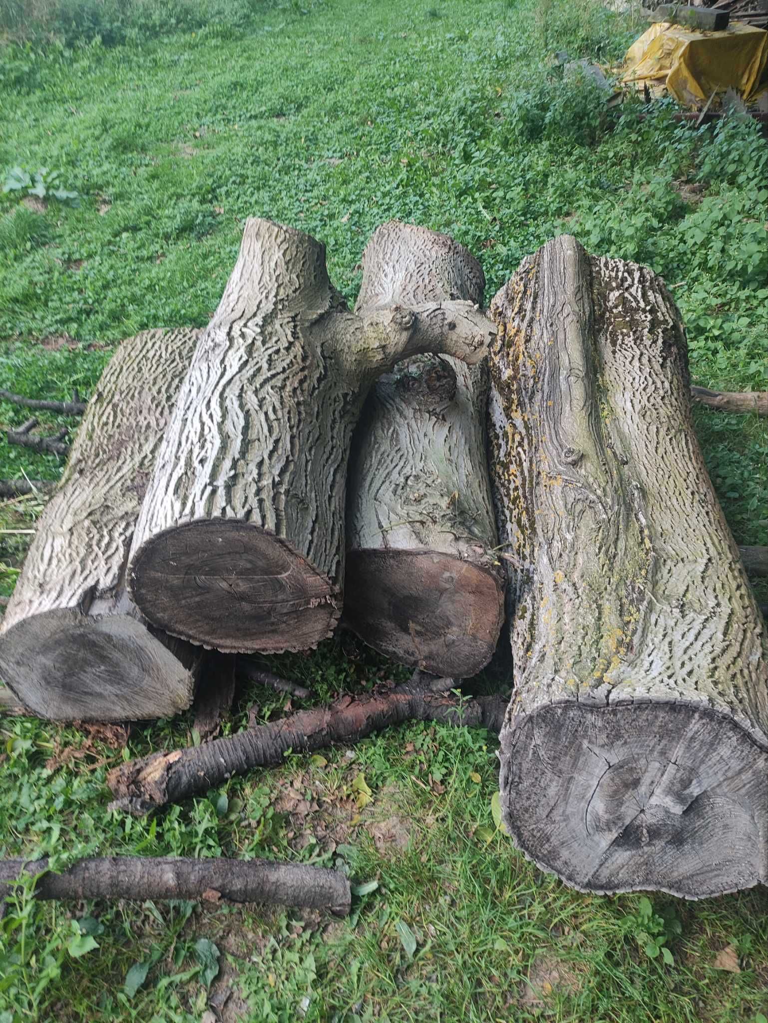 Kawałki drewna orzecha włoskiego