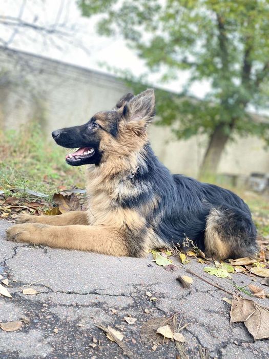 Німецька вівчарка довгошерстна