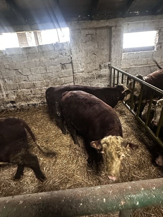 Byki Hereford Rozpłodniki