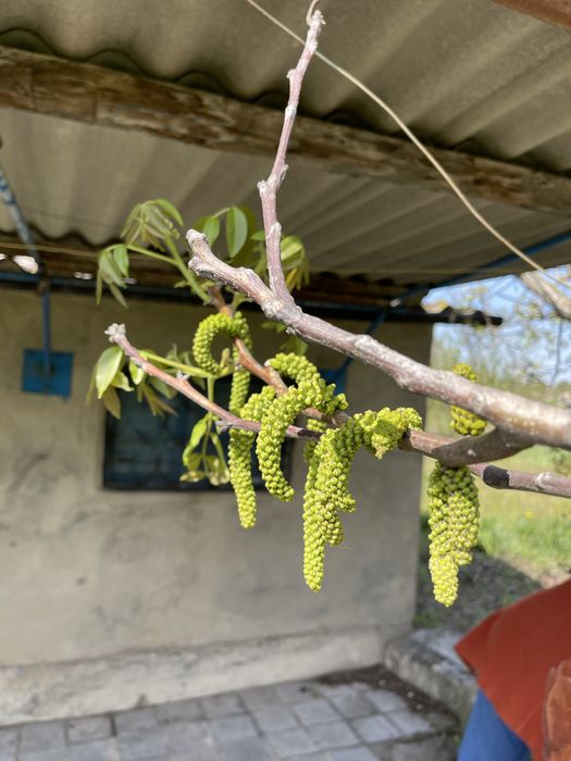 Продам Дача Николаевка