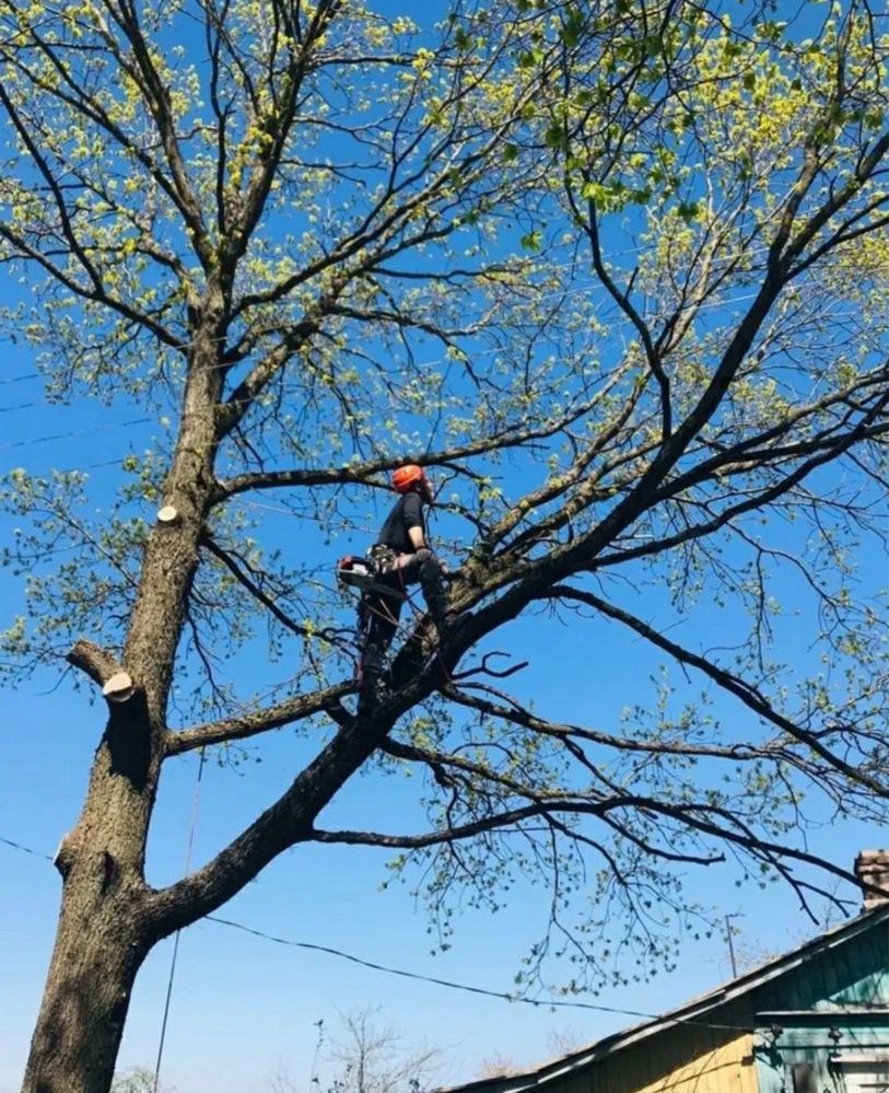 Спил деревьев любой сложности