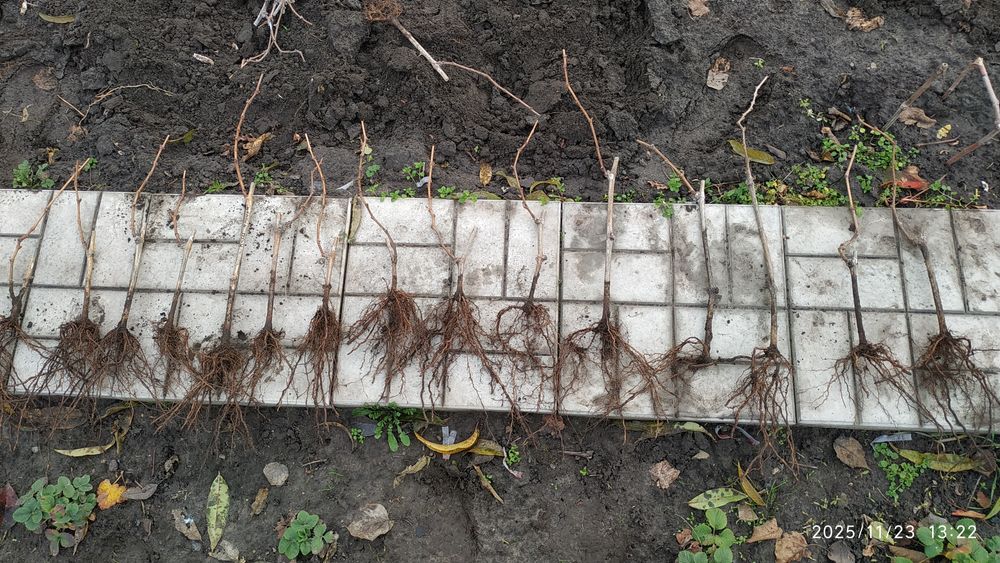 Черенки Саженцы Винограда