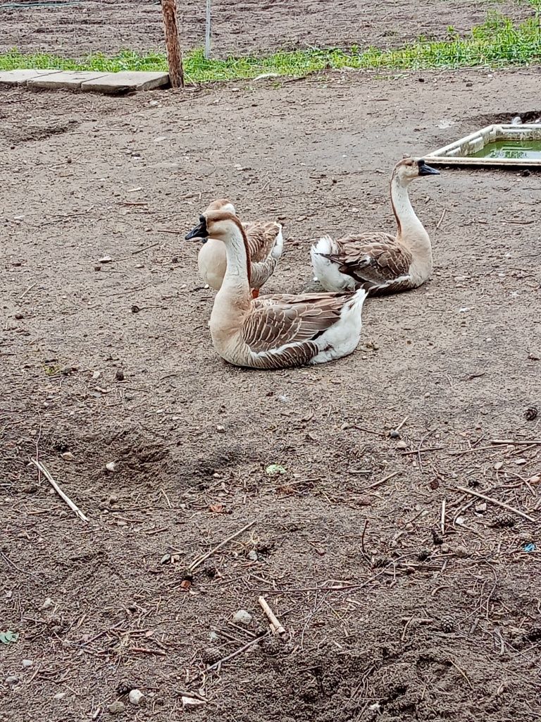 Sprzedam gęsi widoczne na zdjęciu.