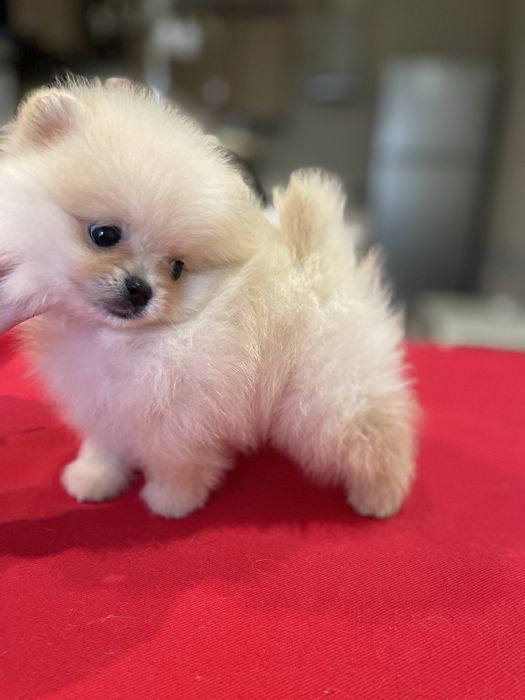 Хлопчик Померанского Шпіца міні, КСУ!