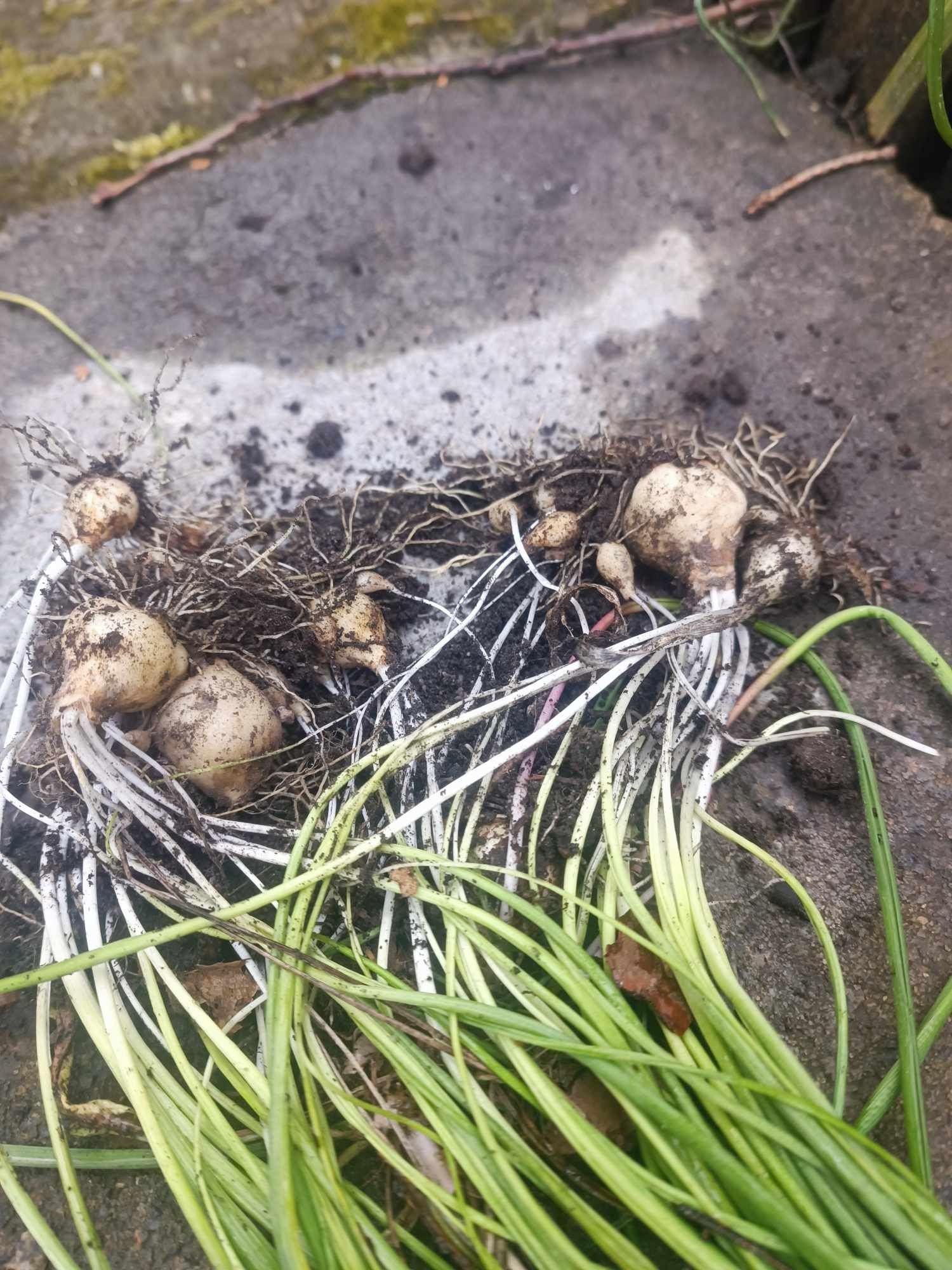 Cebulki szafirki rośliny ogród