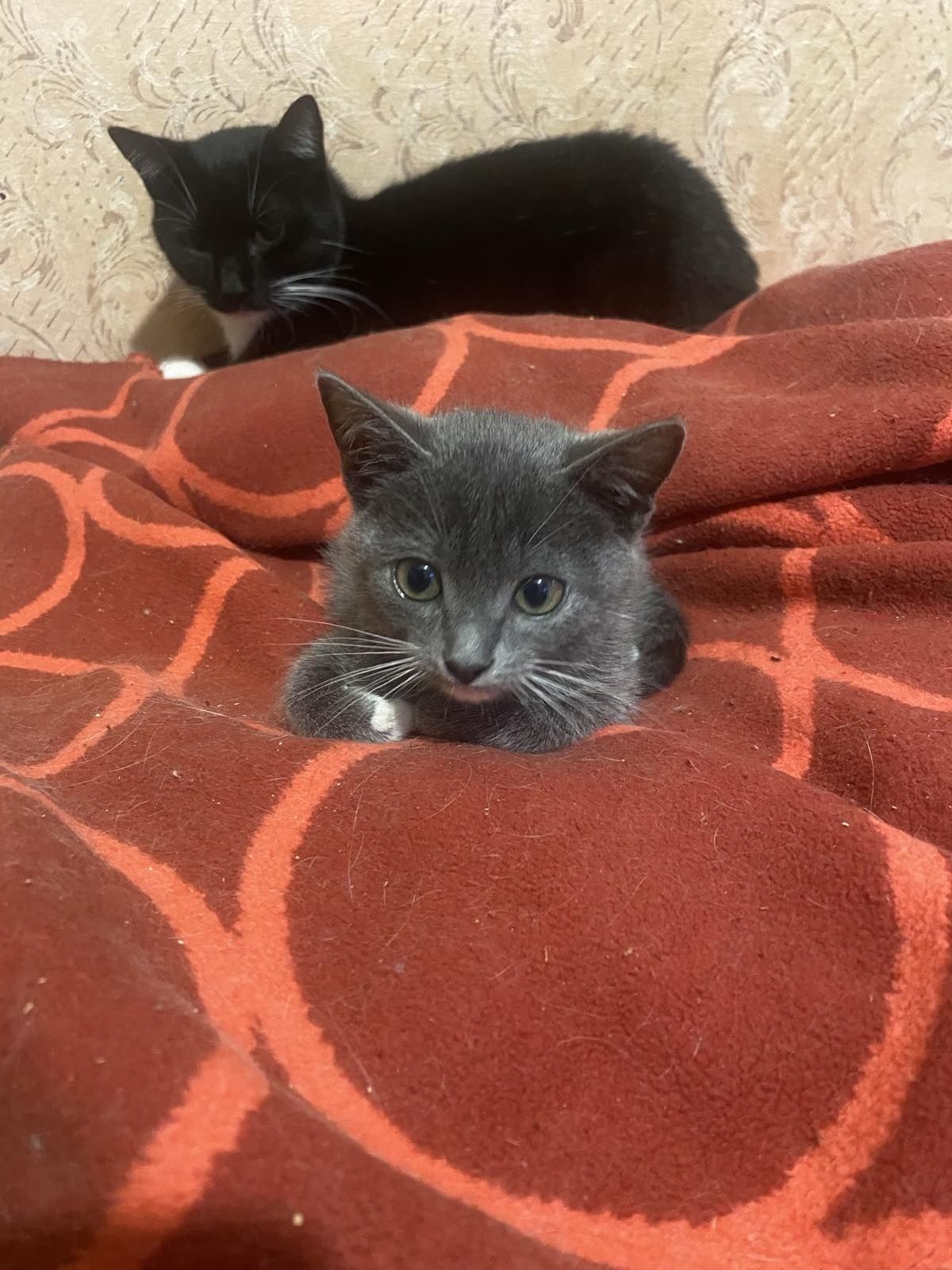 Сіре муркотне чудо чекає