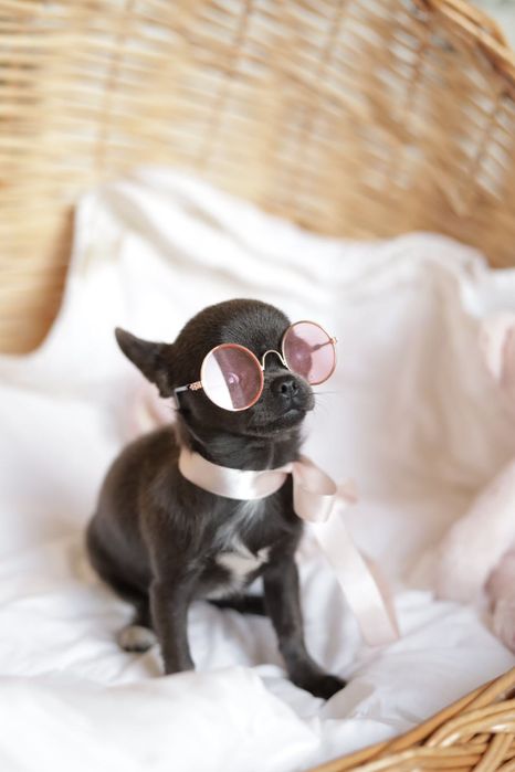 Niebieska sunia chihuahua  XS fci