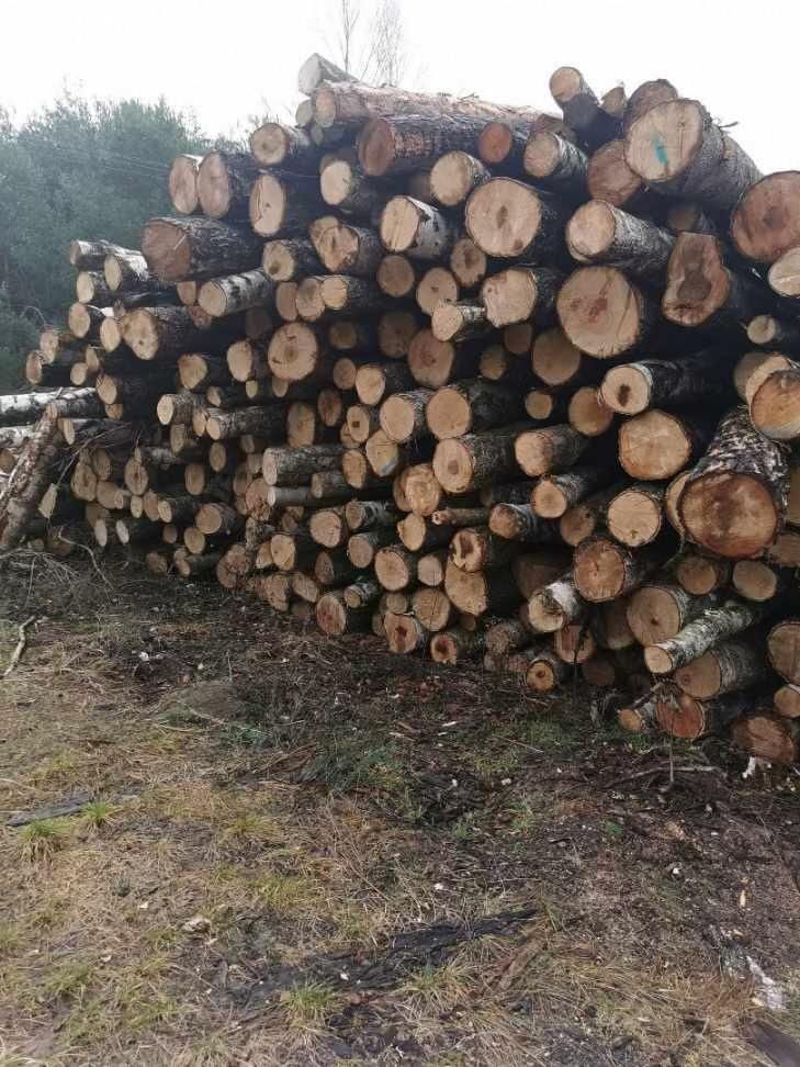 Skup drzewa na pniu wycinka zrywka drewno las drzewo opałowe tartaczne