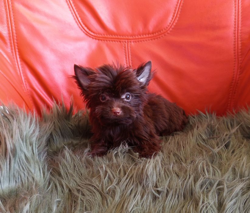 Piesek Dark Choco Yorkshire Terrier Ciemno czekoladowy maleńki piesek
