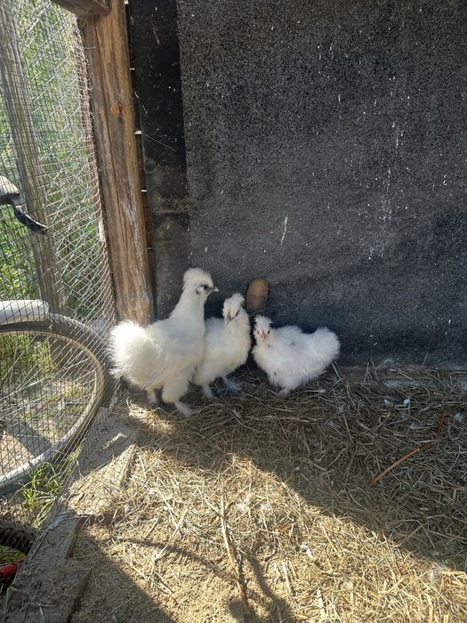 Sprzedam silki mlode