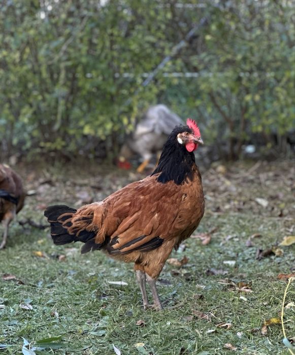 Kogut, Kura, Kury Komplet 3+1 Rasowe, Ozdobne Rasy Vorwerk - Forwerk