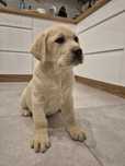 Labrador retriever pies ?