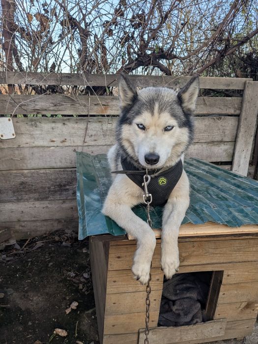 Віддам Хаскі в добрі руки.