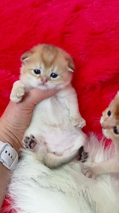 Три вислоухие девочки золотые шиншиллы