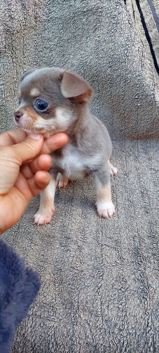 Chihuahua macho  de excelente qualidade