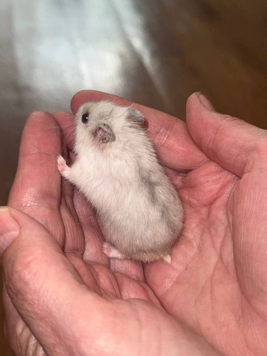 Джунгарські хом'ячки.