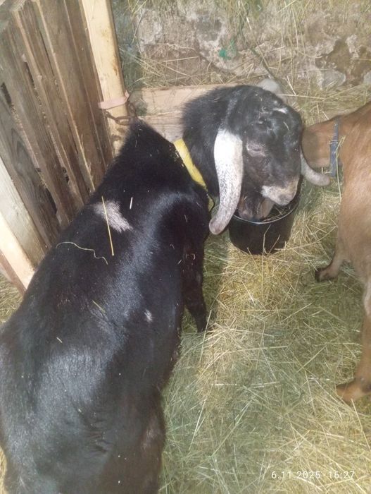 Kozioł Anglonubijski