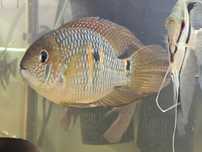 Pielegnica Akara zolta