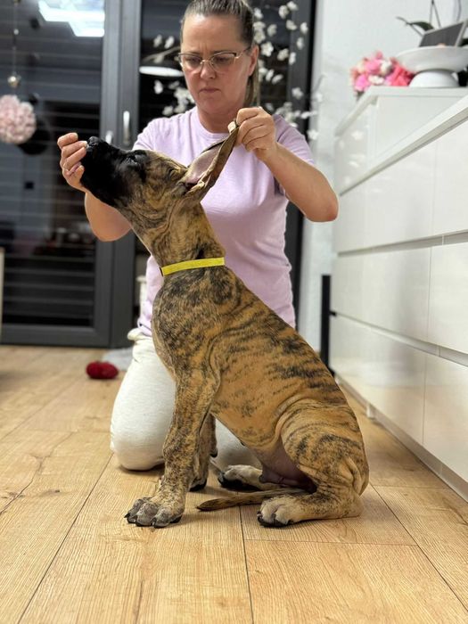 Dog Niemiecki Szczenię