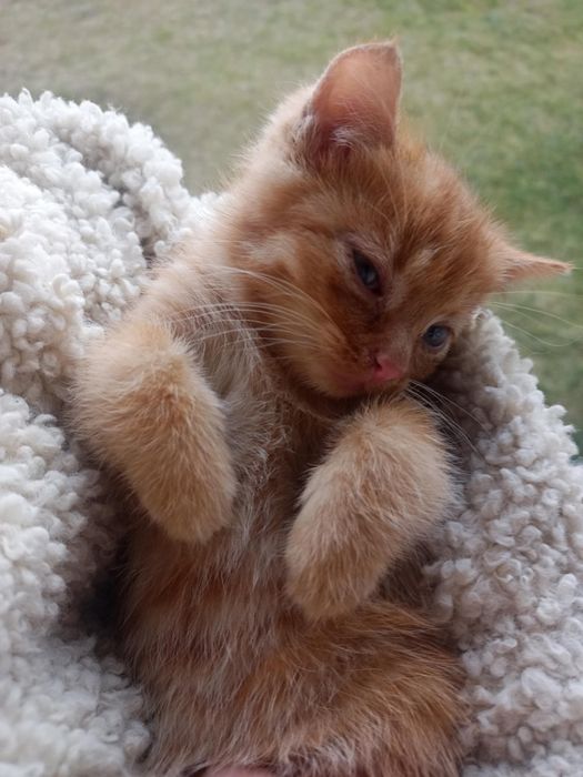 Oddam kota w dobre ręce