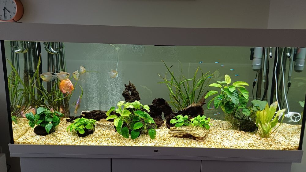 Akwarium Juwel Rio 450 Szafka filtry zestaw fluval g6 aquael Hypermax