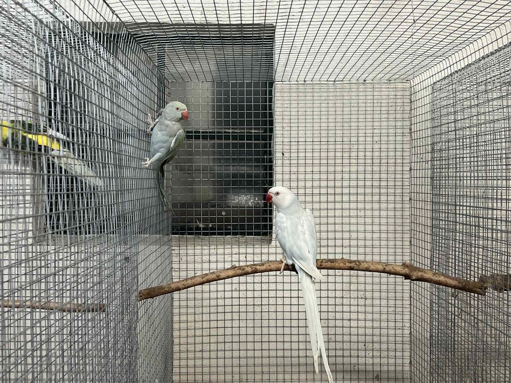 Lote ring neck reprodutores