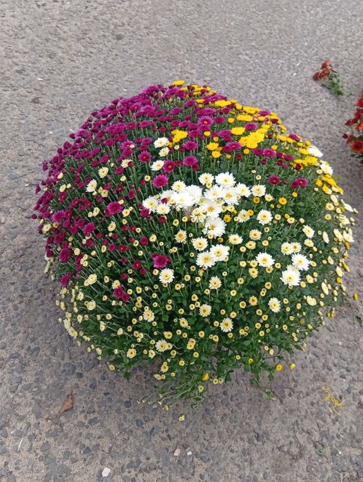 Kwiatki Chryzantemy tanio