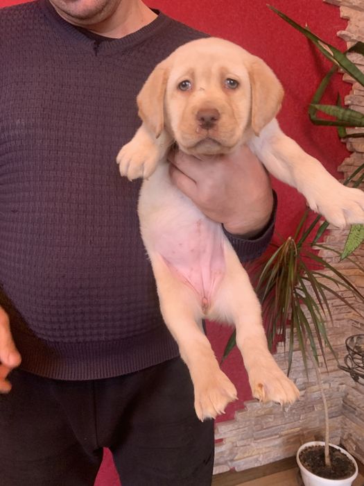 Шикарні щенята Лабрадорів