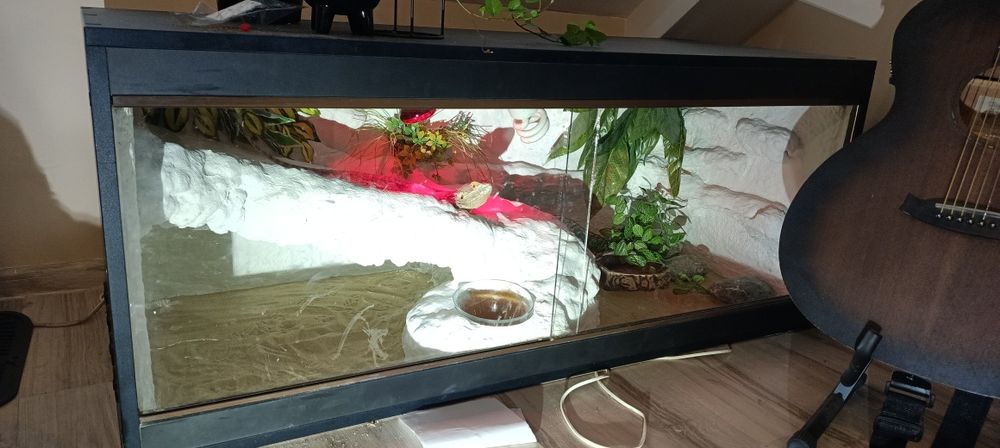 Agama brodata z terrarium