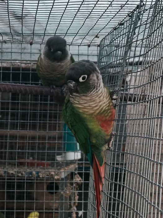 Ring neks reprodutores