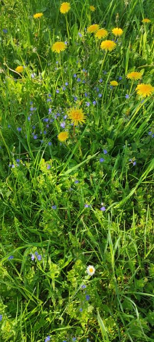 Idealne siano sianko dla królików, szynszyli i innych gryzoni