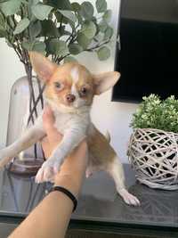 Chihuahua Russo Exótico Excelente Mini