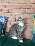 Piękny kocurek Maine Coon