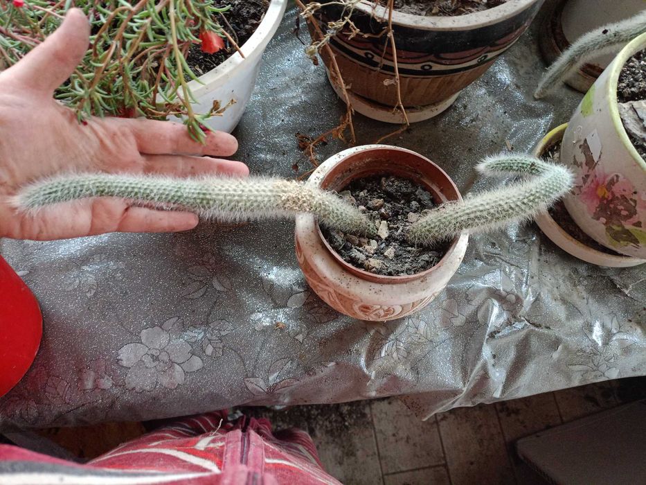 Кактус Мавпячий хвіст , hildewinteria colademomoninis